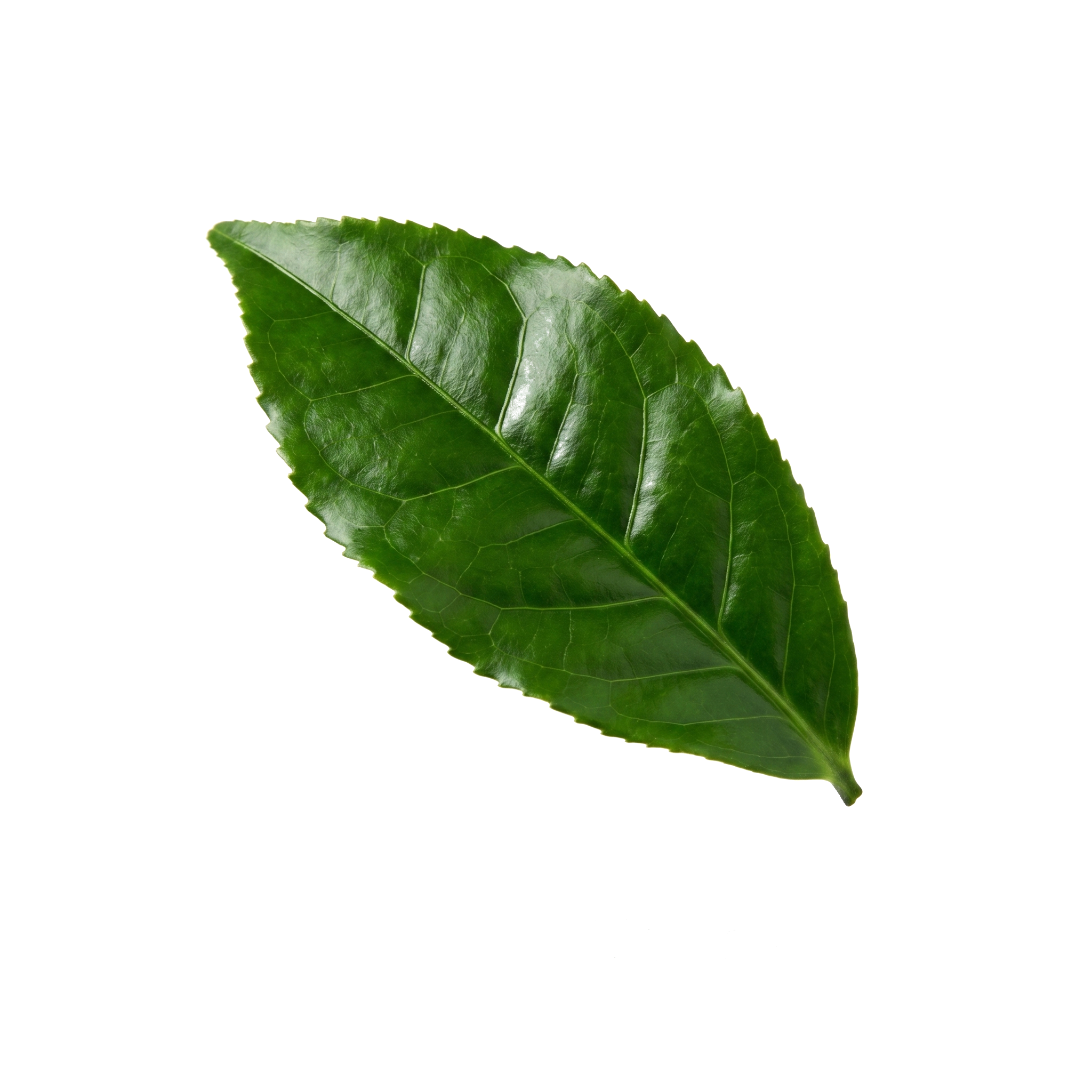 Chlorophyll