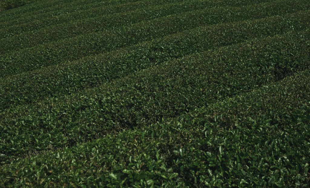 Shade-grown tea fields in Kagoshima, Japan